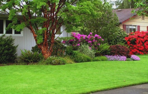 Colonial bentgrass. Of the 20 hours Tom Cook, associate professor of horticulture at Oregon State University, and his wife spend each week in their half-acre garden, Cook says, he devotes no more than an hour a week to the lawn. The rest is spent doing what he really loves ?tending the trees, shrubs and perennials that make up their parklike retreat.