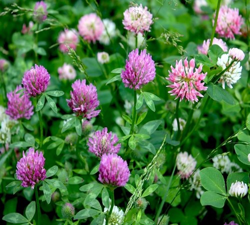 Clover_500x450